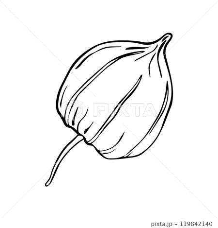 Vector illustration of physalis. Simple line drawing Superfood Physalis Tsiplukan Fruit 119842140
