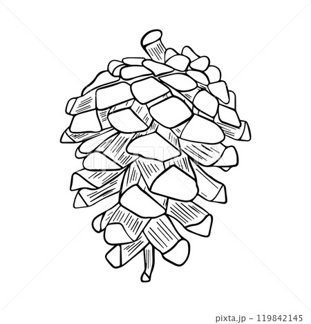 Hand drawn fir, pine cone isolated on white background. Linear flat vector illustration.  119842145