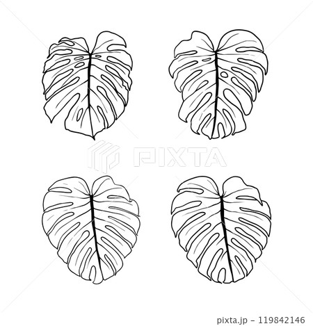 Set of monstera leaves. Black outline of monstera leaf vector illustration. Isolated  119842146