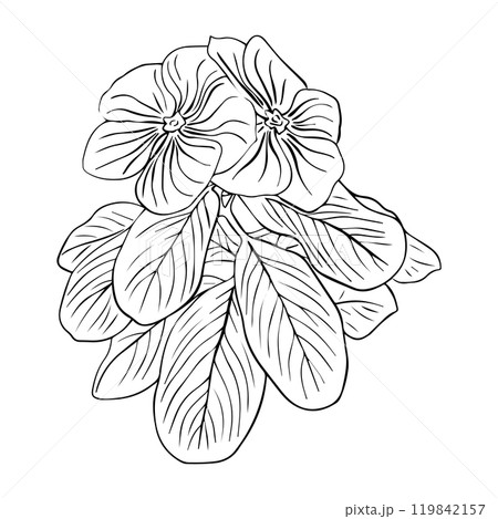 Flower arrangement of catharanthus with leaves hand drawn in sketch style. Periwinkle flower.  119842157