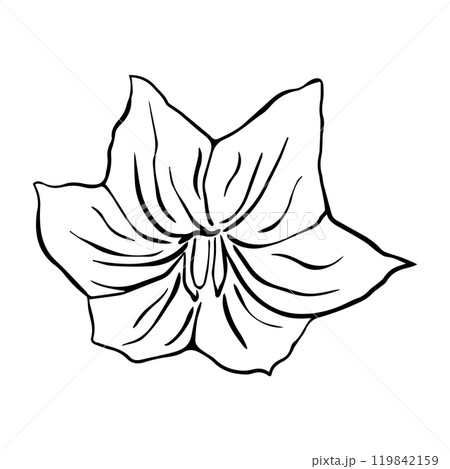 Hand drawn eggplant flower. Vector illustration in sketch style. Hand drawn eggplant flower. Vector illustration in sketch style. 119842159