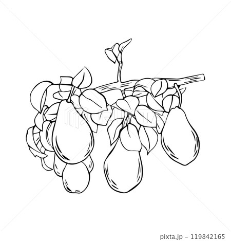 Vector drawing of a branch with pears and leaves. A hand-drawn sketch. Vintage style engraving. Vector drawing of a branch with pears and leaves. A hand-drawn sketch. Vintage style engraving. 119842165