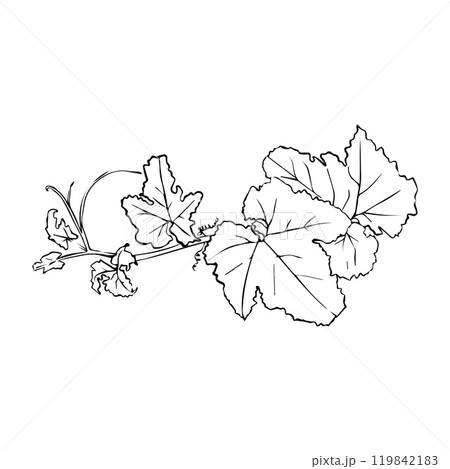 Hand drawn grape vine illustration. 119842183