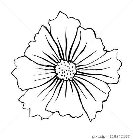 Vector illustration of cosmos flower. Cosmos flower for your design 119842197