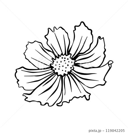 Vector illustration of cosmos flower. Cosmos flower for your design 119842205