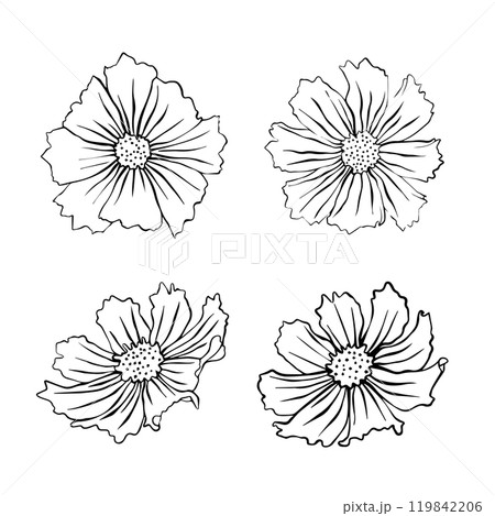 Set of vector illustration of cosmos flowers. Cosmos flower for your design. 119842206