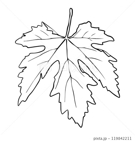 Grape leaf drawn in hand sketch style 119842211
