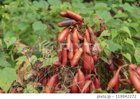 サツマイモみたいなツチアケビの赤い実をクローズアップ/ラン科・腐生植物 サツマイモみたいなツチアケビの赤い実をクローズアップ/ラン科・腐生植物 119842272