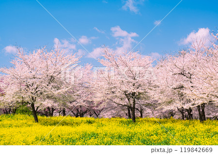 前橋の赤城南面千本桜の菜の花と桜 119842669