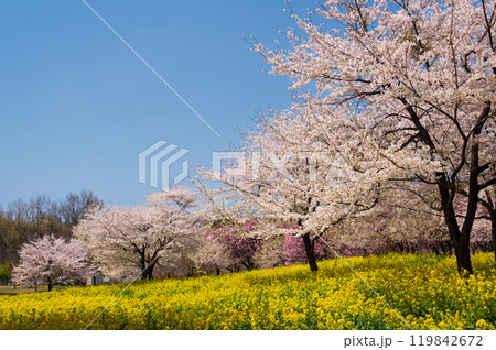 前橋の赤城南面千本桜の菜の花と桜 前橋の赤城南面千本桜の菜の花と桜 119842672