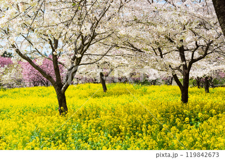 前橋の赤城南面千本桜の菜の花と桜 119842673
