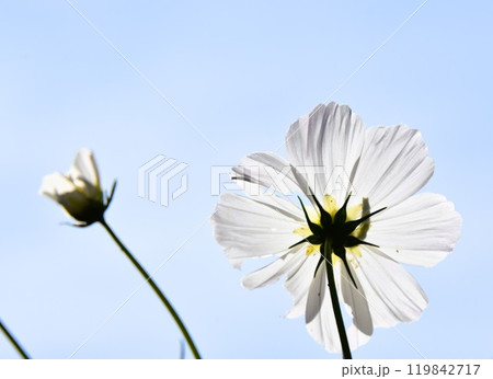 秋を感じるコスモスクローズアップ 秋を感じるコスモスクローズアップ 119842717