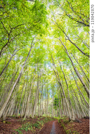 【新潟県】紅葉が始まった美人林 119842870