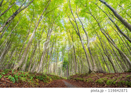 【新潟県】紅葉が始まった美人林 119842871
