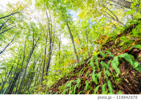 【新潟県】紅葉が始まった美人林 【新潟県】紅葉が始まった美人林 119842878