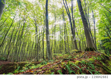 【新潟県】紅葉が始まった美人林 119842881