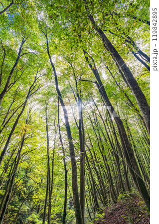 【新潟県】紅葉が始まった美人林 119842895