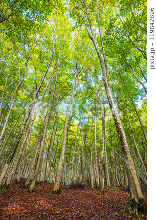 【新潟県】紅葉が始まった美人林 119842896