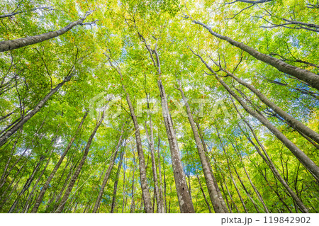 【新潟県】紅葉が始まった美人林 119842902