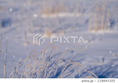 【冬素材】ススキについた霧氷【長野県】 119843105