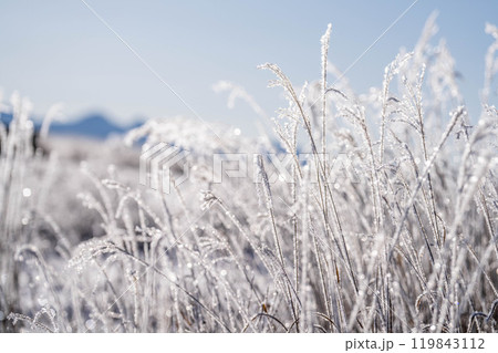 【冬素材】ススキについた霧氷【長野県】 119843112