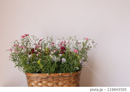 小花の寄せ植え 119843505