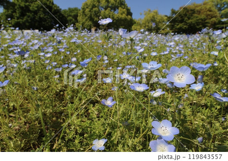 2024年春の東京都の舎人公園のネモフィラ畑 2024年春の東京都の舎人公園のネモフィラ畑 119843557
