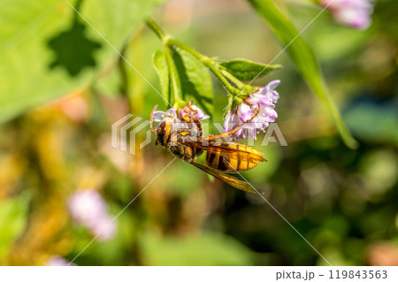ミゾソバの小さな花と戯れる花粉だらけのスズメ蜂 ミゾソバの小さな花と戯れる花粉だらけのスズメ蜂 119843563
