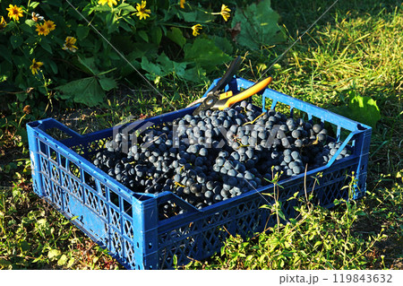 The plastic box full of harvested bunches of blue grapes 119843632