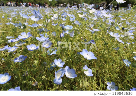 2024年春の東京都の舎人公園のネモフィラ畑 119843636