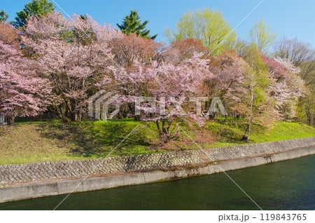 堤防に咲く桜 堤防に咲く桜 119843765