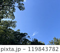 秋晴れの青空と樹木 119843782