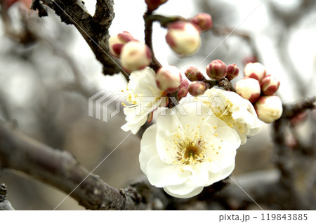春の訪れ 春の訪れ 119843885