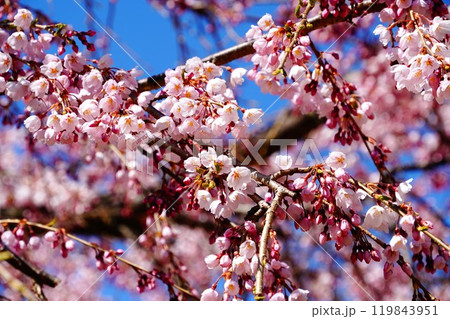青空に映えるピンクの枝垂れ梅・桜 青空に映えるピンクの枝垂れ梅・桜 119843951