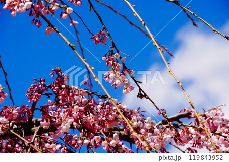 青空に映えるピンクの枝垂れ梅・桜 青空に映えるピンクの枝垂れ梅・桜 119843952