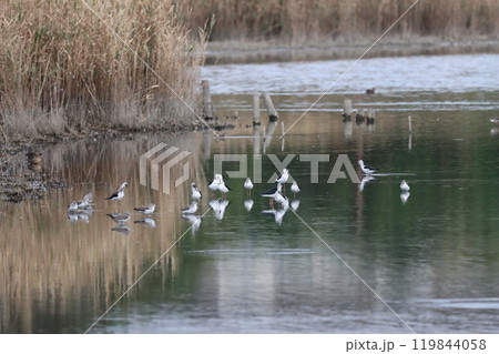 池の中の鳥　十月 119844058