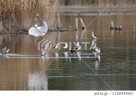 池の中の鳥　十月 119844060