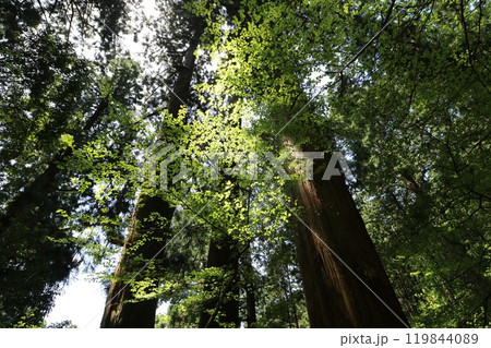 2024年5月の茨城県の筑波山の登山 2024年5月の茨城県の筑波山の登山 119844089