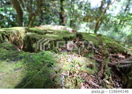 2024年5月の茨城県の筑波山の登山 2024年5月の茨城県の筑波山の登山 119844146