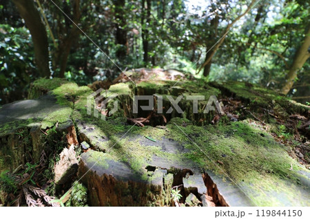 2024年5月の茨城県の筑波山の登山 119844150