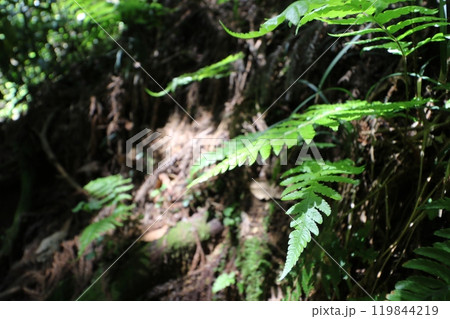 2024年5月の茨城県の筑波山の登山 2024年5月の茨城県の筑波山の登山 119844219