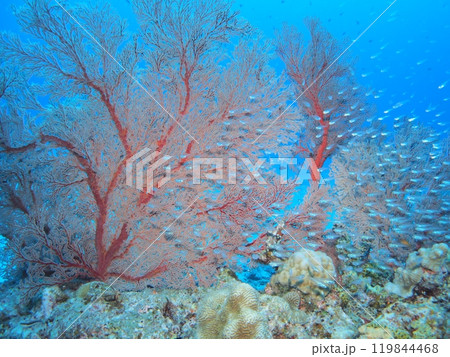 イソバナと青い海とサンゴ 水中写真 イソバナと青い海とサンゴ 水中写真 119844468