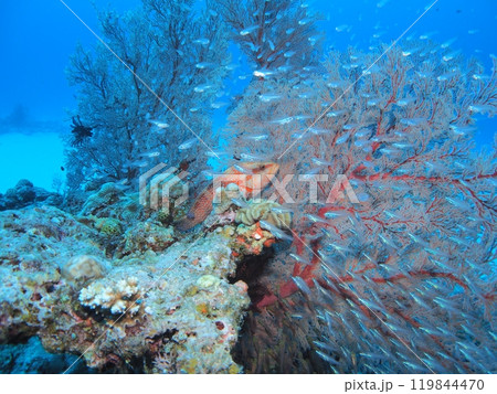 イソバナと熱帯魚　ユカタハタ　水中写真 119844470