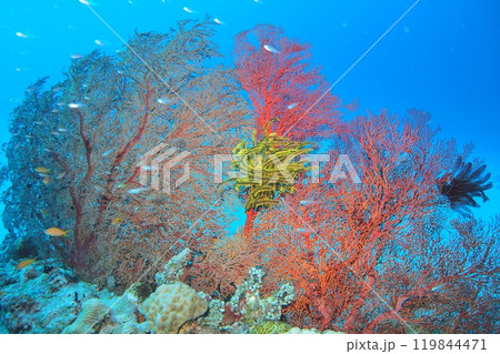 イソバナにつくウミシダ　水中写真 119844471