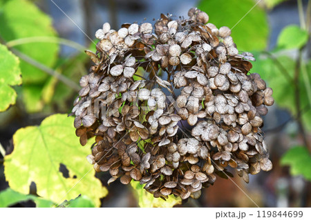 花の枯れた紫陽花 119844699