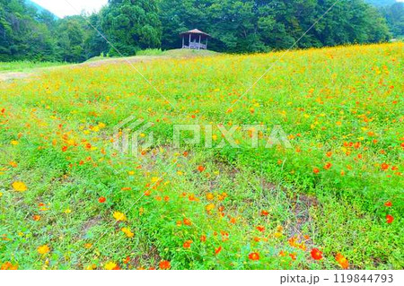 満開のコスモス 秋桜 コスモスベルグ 面白山高原 満開のコスモス 秋桜 コスモスベルグ 面白山高原 119844793