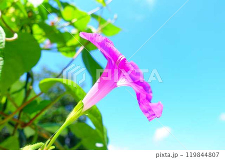 アサガオ　朝顔　あさがお 119844807