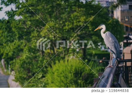 京都 鴨川の夏景色 京都 鴨川の夏景色 119844838