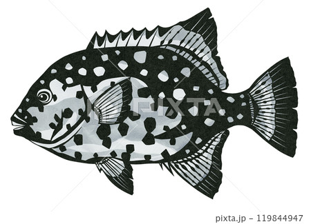 高級魚イシガキダイの切り絵イラスト 119844947