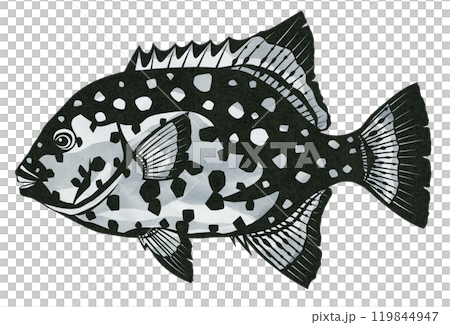 高級魚イシガキダイの切り絵イラスト 119844947
